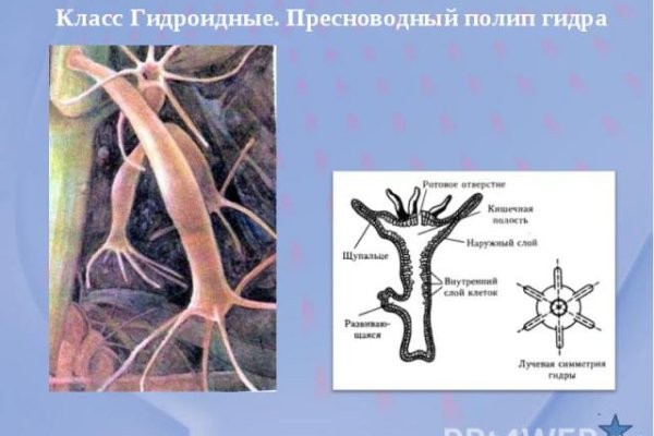 Кракен маркет даркент только через тор
