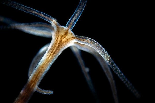 Kraken купить клад